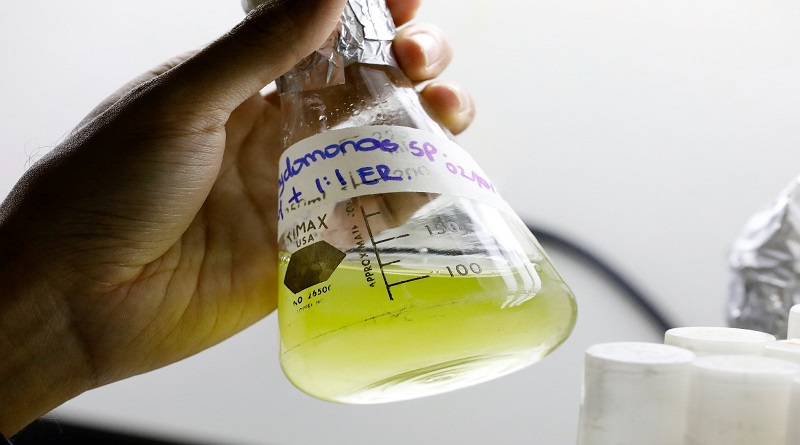 Científicos venezolanos desarrollan proyecto para generar energía con microalgas a partir de su potencial biotecnológico