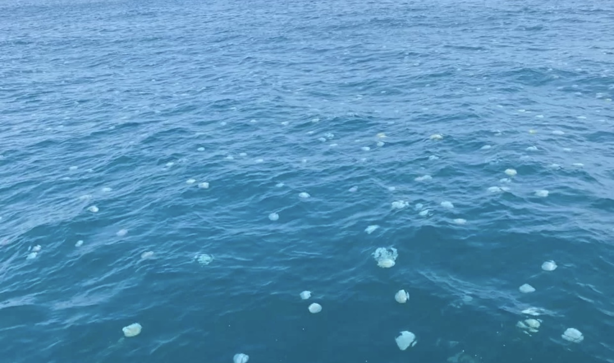 Bióloga marino asegura que medusas en costas de Puerto Cabello no son peligrosas ( + Detalles)