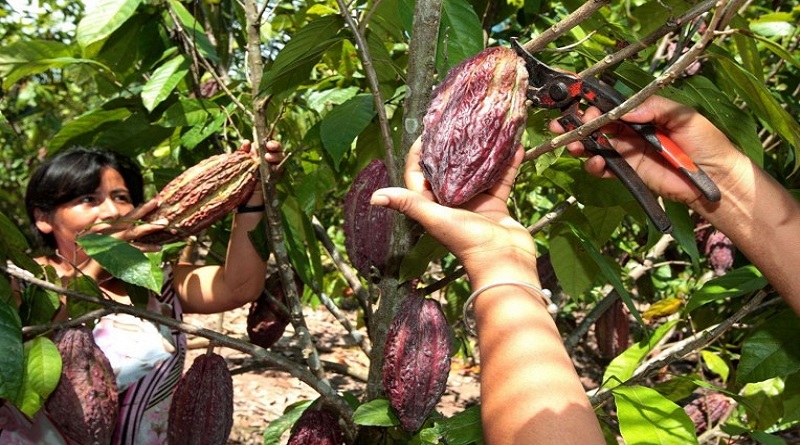 BARINAS | Productores se capacitan en manejo agronómico de cultivo de cacao y establecimientos de viveros ( + Detalles )