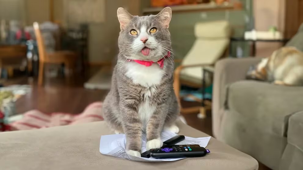 “Hercules”, el gato que pasó de tener la mandíbula rota a convertirse en estrella de una marca de arena