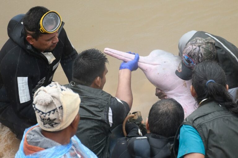 Rescatan a dos delfines rosados atrapados en Bolivia y los trasladan a la Amazonía