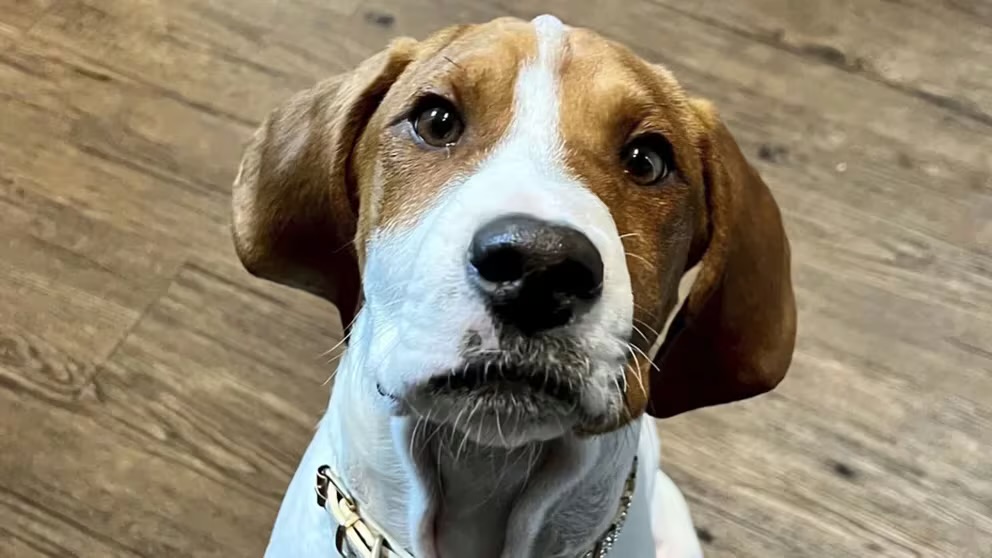 Una mujer entregó a su mascota para ser sacrificada y la encontró en adopción luego de un año