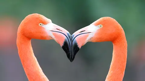 Gertrude, la flamenco que ha encontrado pareja a los 70 años tras una vida de fracasos amorosos