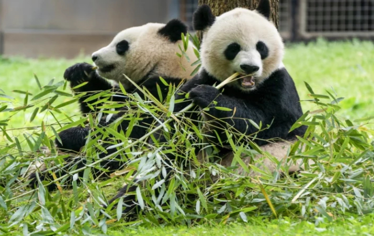 Zoo Nacional de Washington recibirá dos nuevos pandas gigantes de China (+ Detalles)