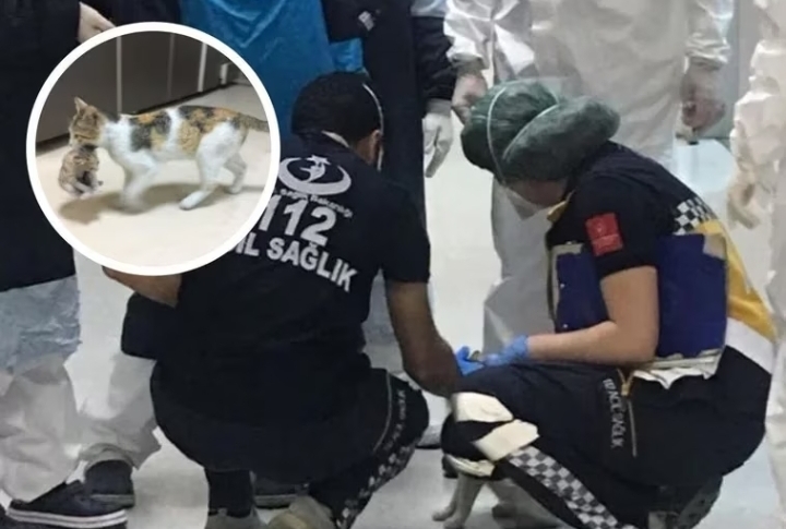 Una gata lleva a su cría a un hospital y los médicos las acaban atendiendo