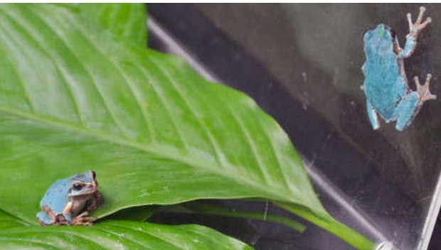 Extraña rana azul fue encontrada por una pareja en Japón