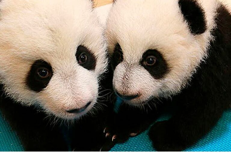 Zoológico en China estafa a visitantes con falsos osos pandas (+ Video)