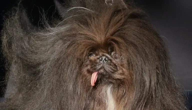 ¡Tierna historia! Un pequinés se corona como el perro ‘más feo del mundo’ (+ Video)