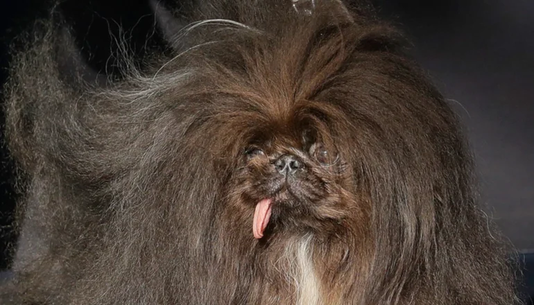 ¡Tierna historia! Un pequinés se corona como el perro ‘más feo del mundo’ (+ Video)