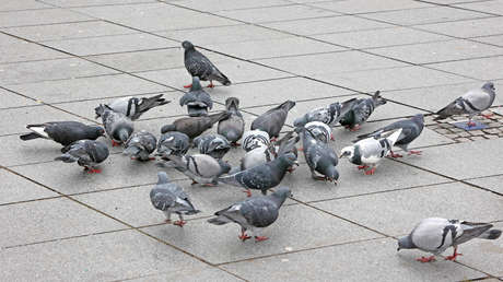 Una ciudad alemana vota a favor de säcrificar palomas, ante la indignación de los defensores de los animales