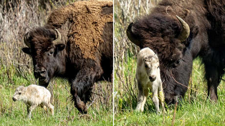 El nacimiento de una rara cría en EEUU cumple una remota profecía indígena