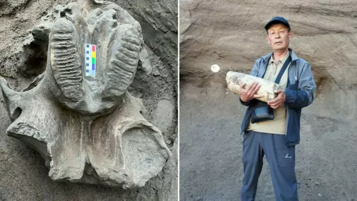 Obreros realizan por casualidad un hallazgo prehistórico (+ Fotos)
