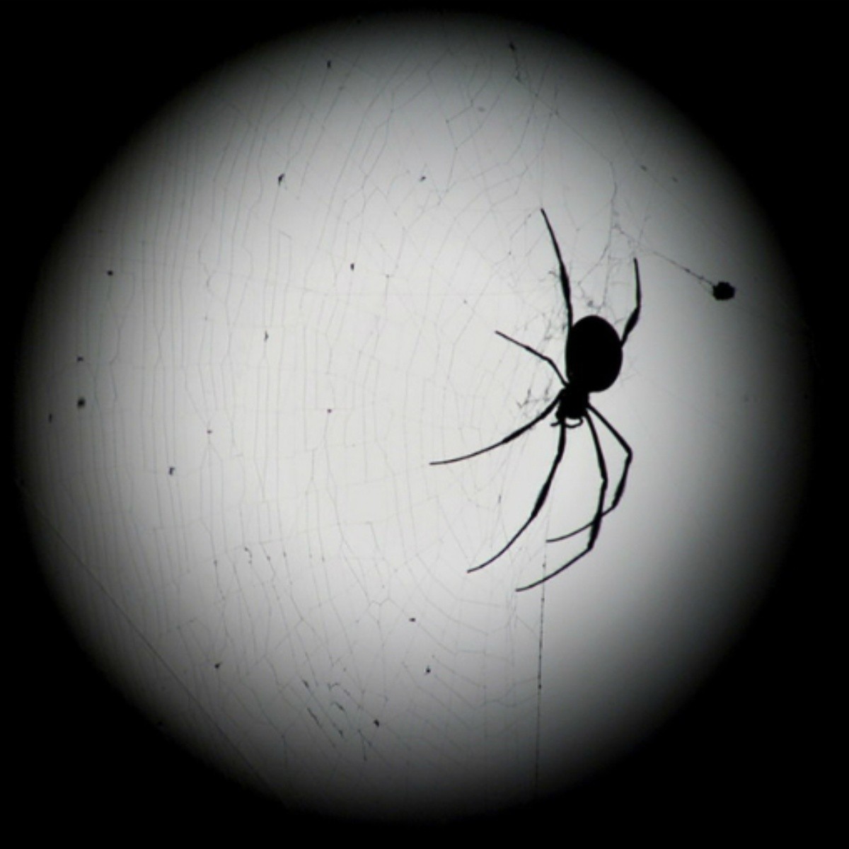 Crean prometedor antídoto para la picadura de una de las arañas más peligrosas del mundo (+ Detalles)