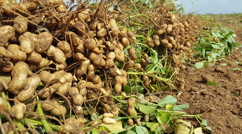Planta procesadora de Maní El Tigre en el estado Anzoátegui produce cien toneladas diarias