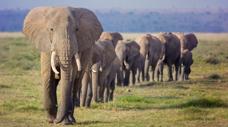 Descubren que los elefantes africanos usan “nombres” para llamarse entre sí