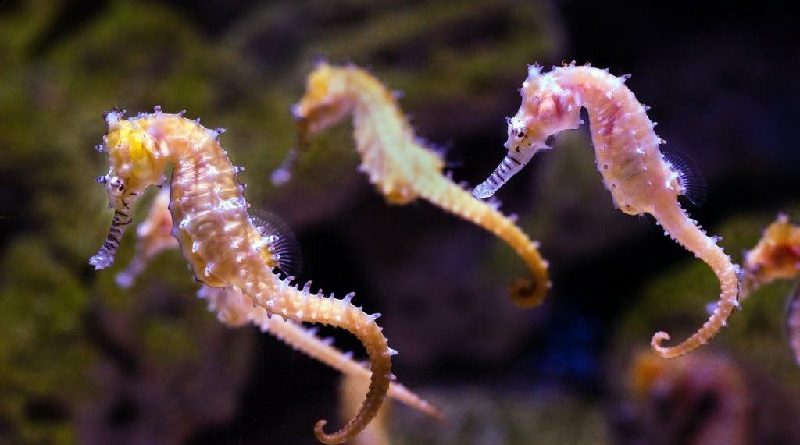 Estudiantes liberan caballitos de mar en manglares del Parque Nacional Mochima