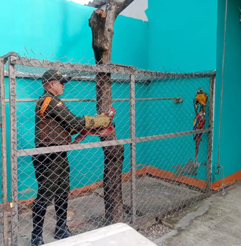 Rescatan a siete especies de fauna silvestre en la ciudad fronteriza de Cúcuta (+ Fotos)