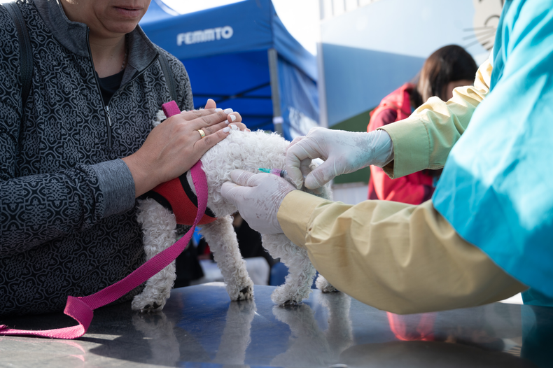 Alcaldía de Junín inicia programa de esterilización de mascotas