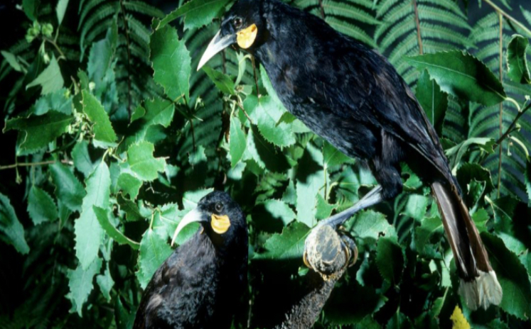 Subastan en más de 28 mil dólares una pluma de un ave extinta de Nueva Zelanda
