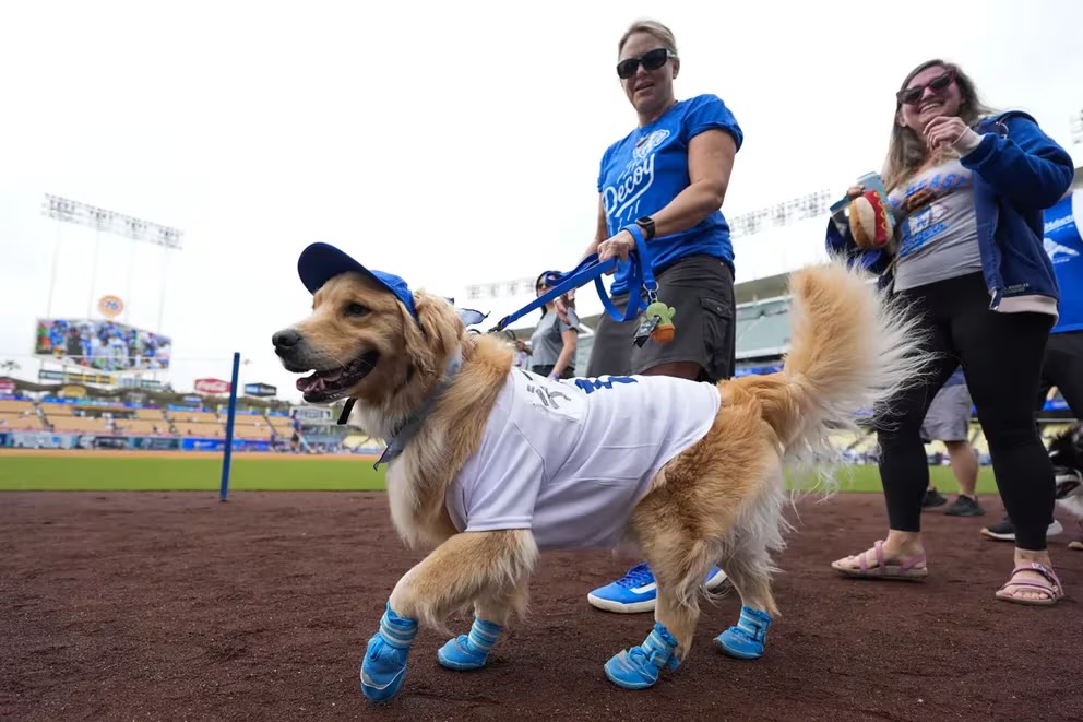 El día que los perros “invadieron” la casa de los Angeles Dodgers en el Stadium de California