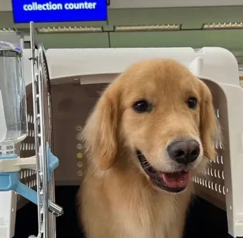 Pareja gastó más de 40 mil dólares para que su perro pudiera conocer la nieve