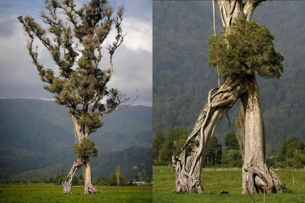 El árbol caminante de Nueva Zelanda gana el concurso de Árbol del Año 2024