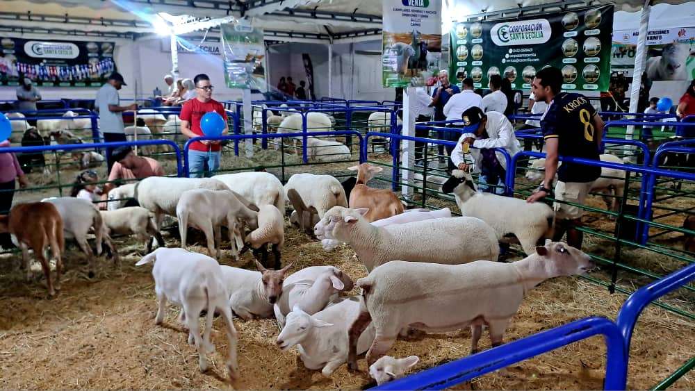 Sexta Feria Ovina y Caprina de Barquisimeto mostró crecimiento genético