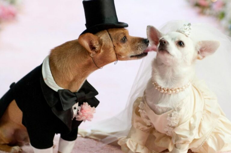 Las bodas de perros se vuelven más populares que las de personas en China (+ Detalles)
