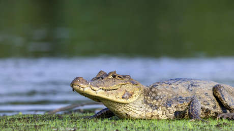 Cocodrilo «de paseo» por una carretera de la India sorprende a transeúntes (+ Video)