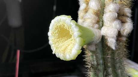 EEUU registra la primera extinción de una especie local por el aumento del nivel del mar (+ Detalles)