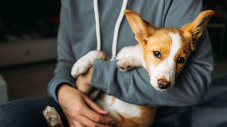 Determinan qué olor humano puede afectar profundamente a los perros