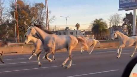 Decenas de caballos corren por una autopista en Argentina (+ Video)