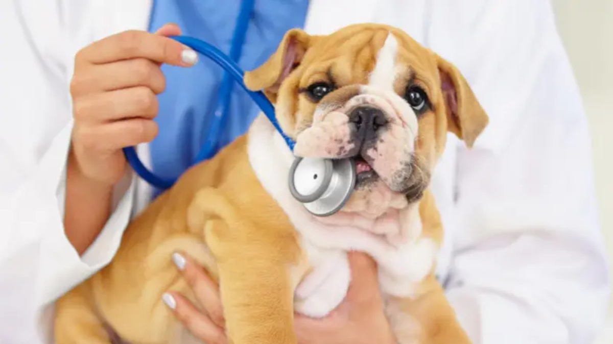 Los tres animales que tienen habilidad de detectar enfermedades en humanos