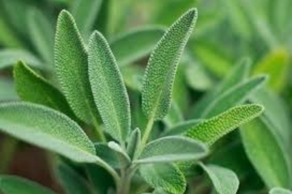 Esta es la planta que controla el nivel de azúcar y mejora la concentración