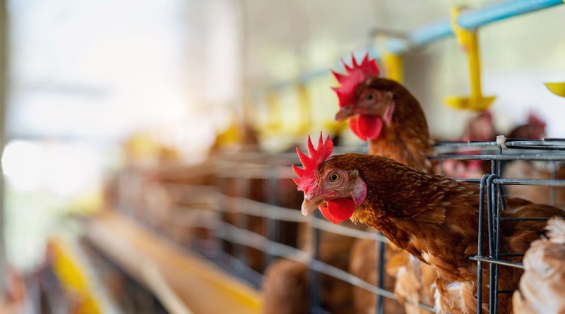 Identifican cuarta persona infectadä de gripe aviar en EEUU (+ Detalles)