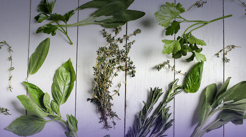 Científicos estudian tratamientos con plantas para enfermedades neurodegenerativas