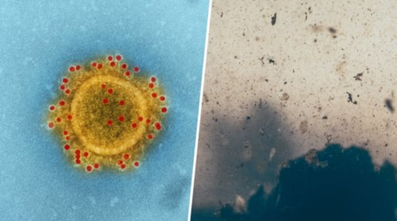 Científicos revelan fecha de nacimiento del último ancestro común universal (+ Detalles)