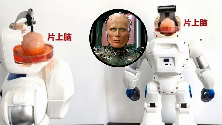 China desarrolla robot con cerebro artificial hecho de células madre (+ Detalles)