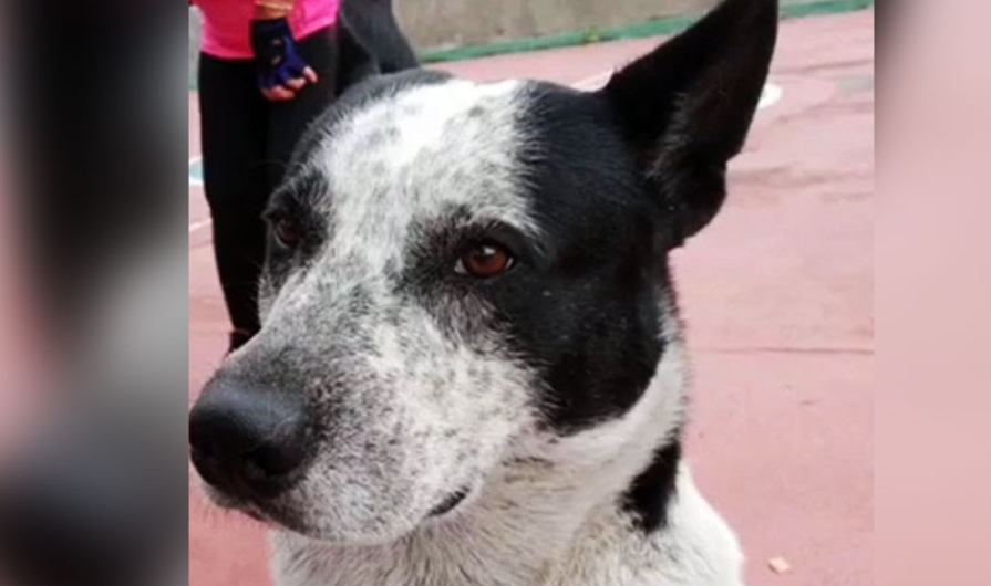 MP investiga maltratø y desaparición del perro «Manchas» en Miranda