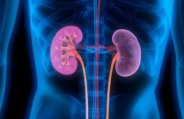 Terapia celular combinada reduce el rechazo en los trasplantes de riñón