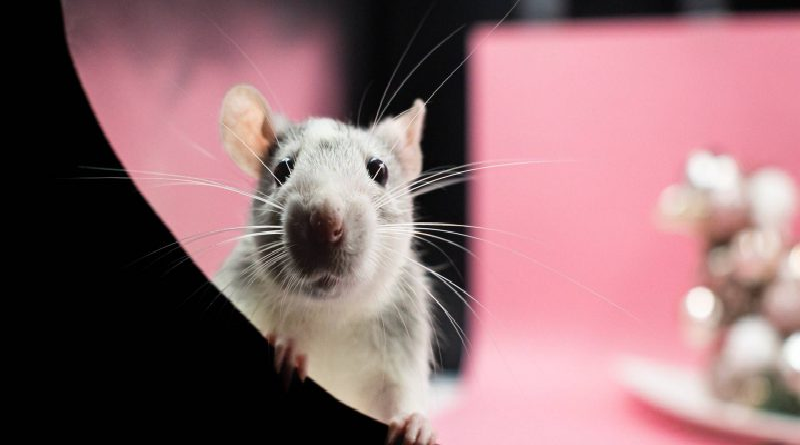 Crean un “mando a distancia” que controla el cerebro de los ratones