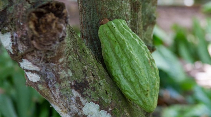 Suministran mil 800 plantas de cacao a vivero de Mamporal en Barlovento