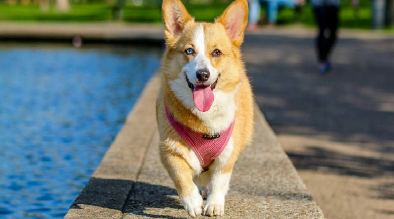 Estudio refiere que los perros pueden comunicarse con humanos a través de tableros de sonido