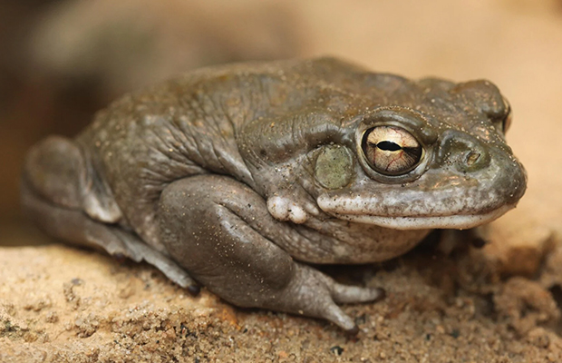 Desarrollan terapia para la depresión con un sapo (+ Detalles)