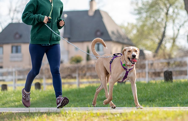 El impacto positivo de hacer ejercicios junto a las mascotas