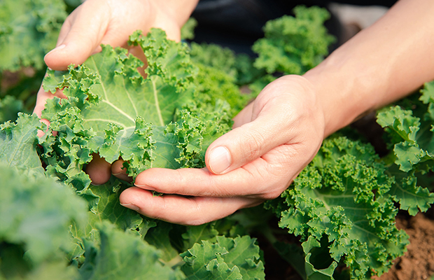 Beneficios que aporta la lechuga para la salud que están comprobados