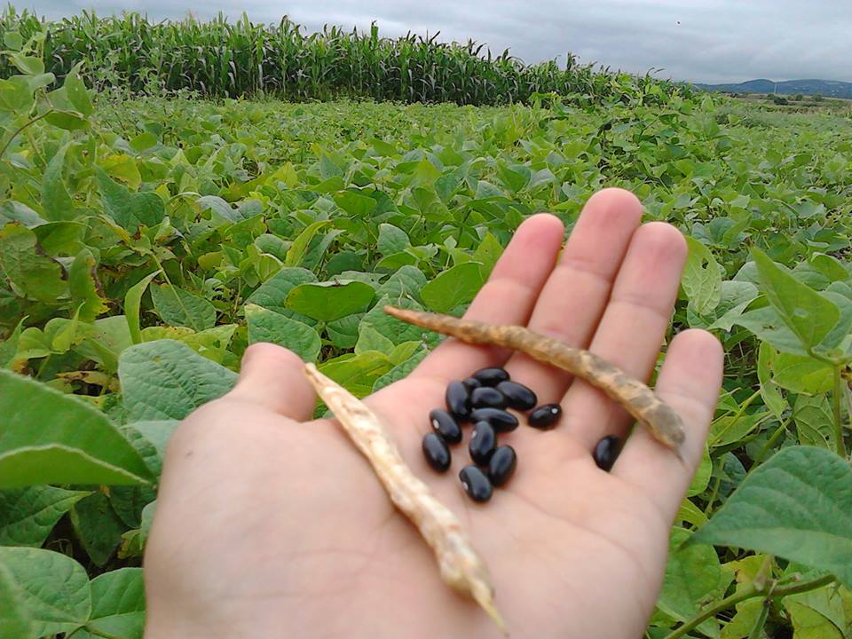 Plan de Siembra de Caraota busca producir y distribuir el rubro en el país