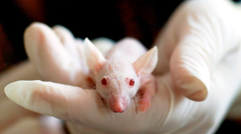 Investigadores desarrollan técnica para transparentar piel y observar órganos