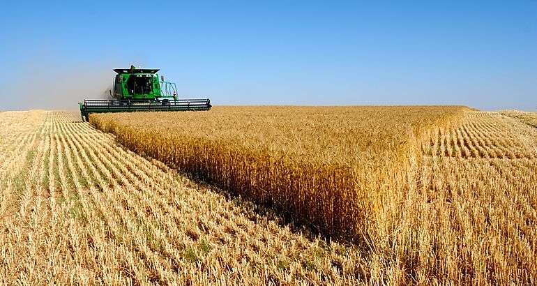 245.000 hectáreas de cereales irán a cosecha en Portuguesa este 2024