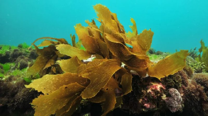 Estudio refiere que las algas marinas podrían ayudar a prevenir el Parkinson